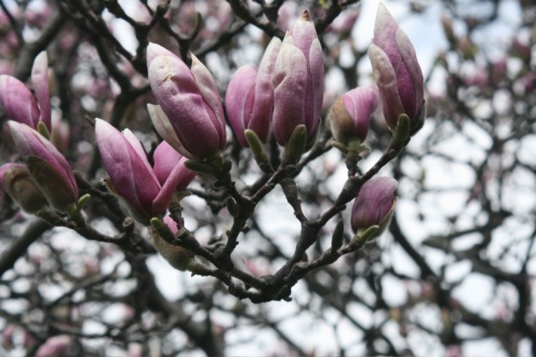 magnolia, Hamilton, Ontario