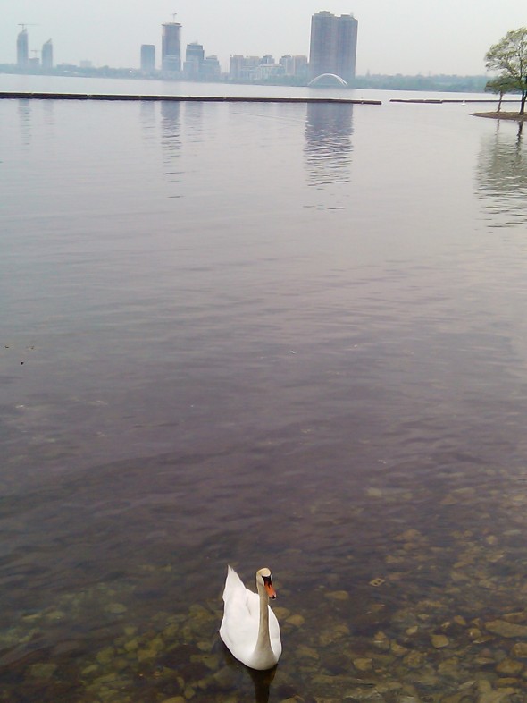swan, Lake Ontario