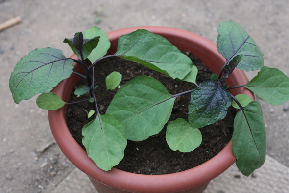 potted asian eggplant