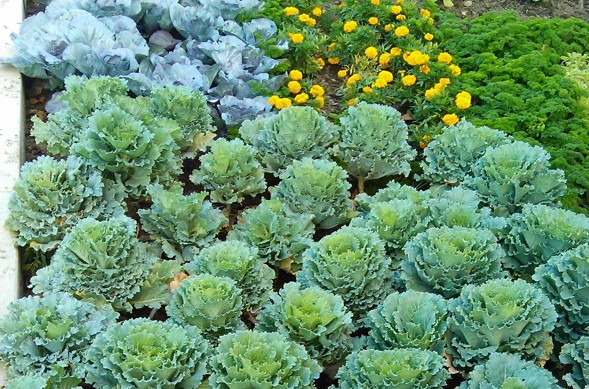 Hamilton, city hall, garden, cabbage heads, cabbage patch