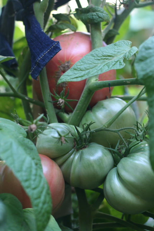 beefsteak tomatoes, homegrown tomatoes, backyard vegetable garden, raised beds