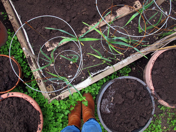 backyard garden garlic scapes