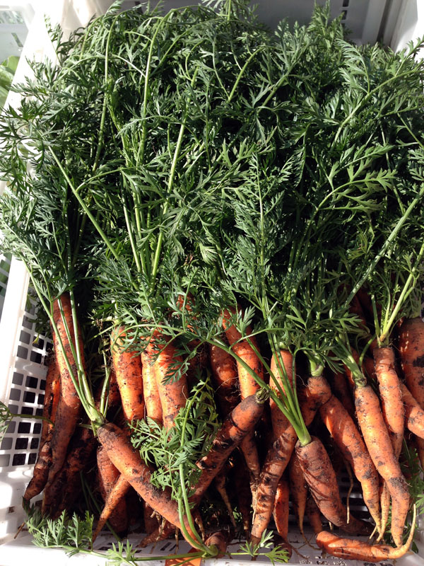City Hall carrots edible garden