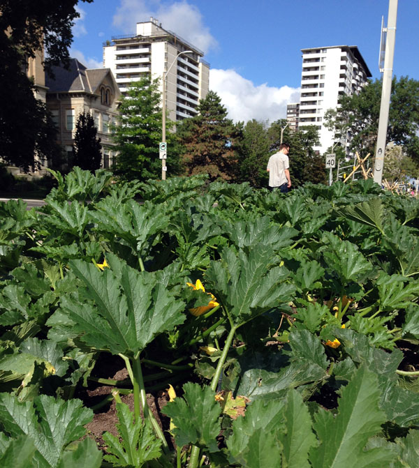 city hall urban edible garden