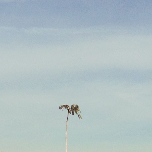 cuba palm tree2