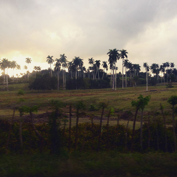 cuba palm trees
