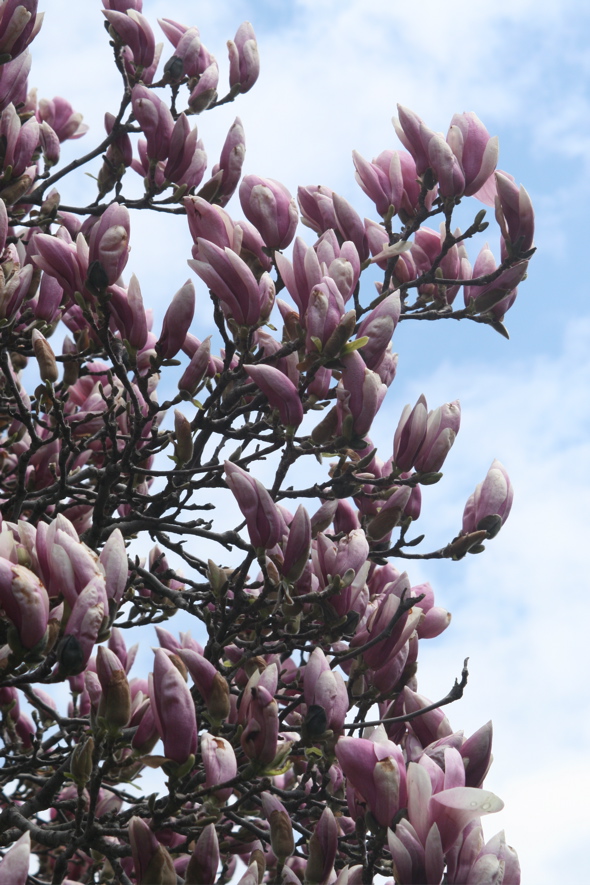 magnolia, Hamilton, Ontario