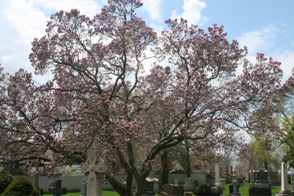 magnolia tree, Hamilton, Ontario, cemetery