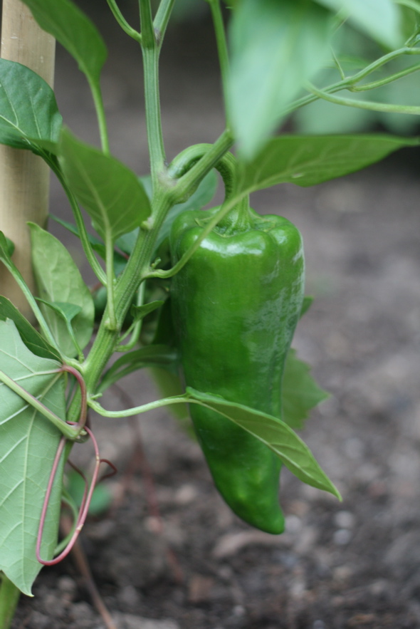homegrown peppers, backyard vegetable garden