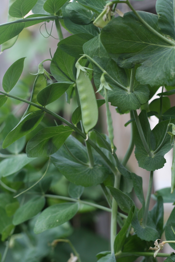 snowpeas, homegrown vegetable garden, backyard vegetable garden