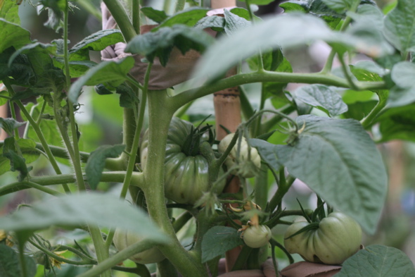 homegrown, backyard vegetable garden, tomatoes