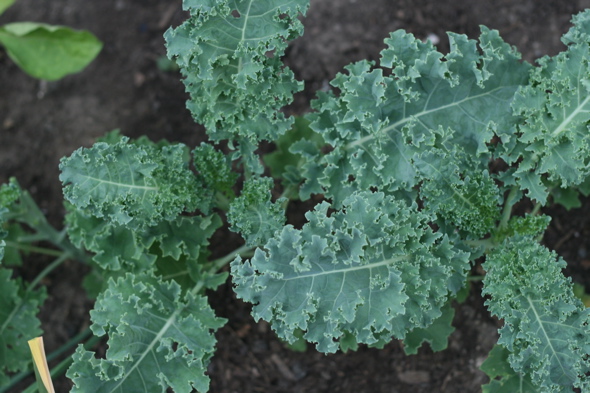 kale leaves, backyard vegetable garden