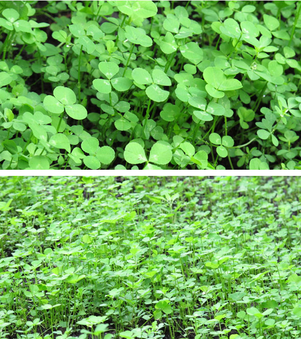 clover, ground clover, lawn alternative, clover patch