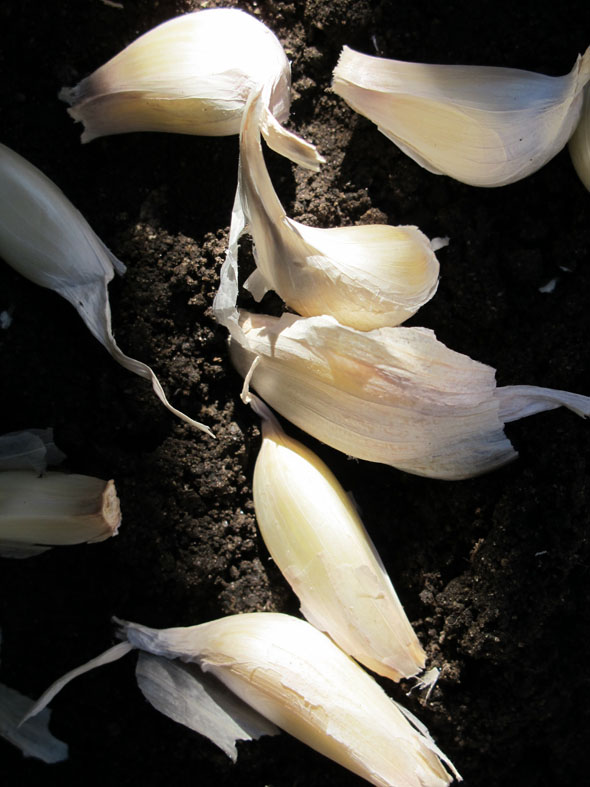 cloves of garlic, ready to plant, planting garlic, mid fall, November