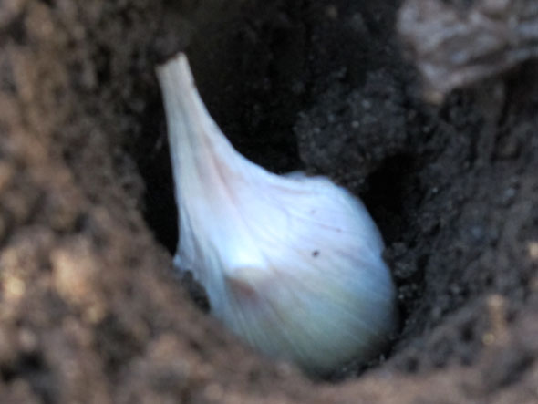 cloves of garlic, ready to plant, planting garlic, mid fall, November