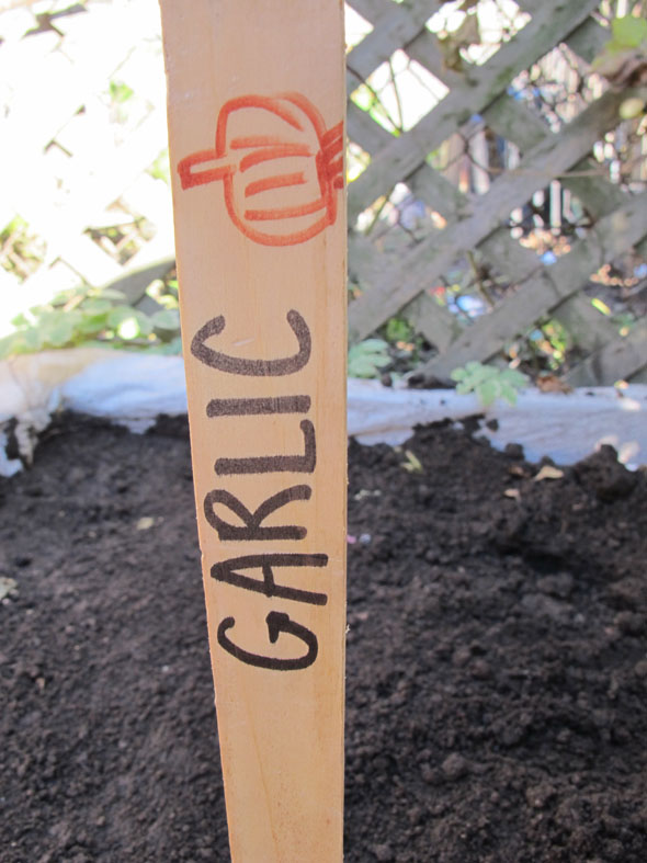 planting garlic mid fall, garlic stick marker for garden