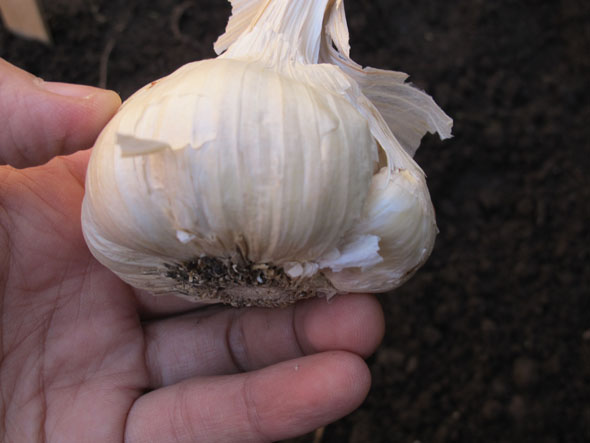 whole garlic, ready to plant, planting garlic, mid fall, November