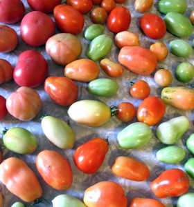 garden tomatoes